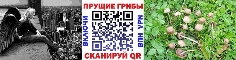 Псилоцибиновые грибы Cubensis  как найти закладки  Зуевка 